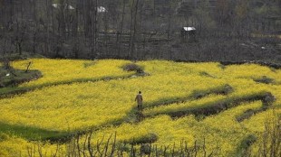 According to an official of the state agriculture department, one of the main reasons for farmers switching to oilseeds from wheat cultivation this year is the high prices of the crop as also the recent rise in oilseed oil prices.