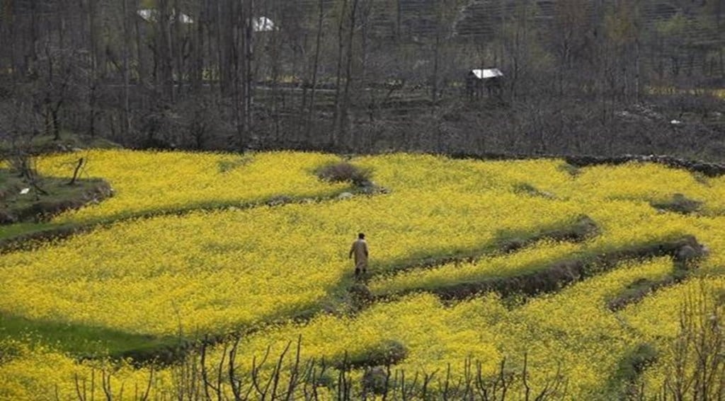 According to an official of the state agriculture department, one of the main reasons for farmers switching to oilseeds from wheat cultivation this year is the high prices of the crop as also the recent rise in oilseed oil prices.