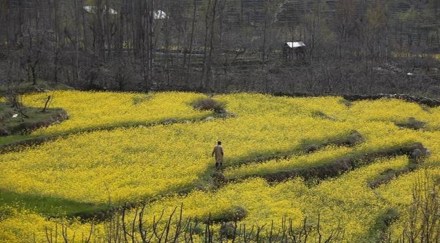 According to an official of the state agriculture department, one of the main reasons for farmers switching to oilseeds from wheat cultivation this year is the high prices of the crop as also the recent rise in oilseed oil prices.