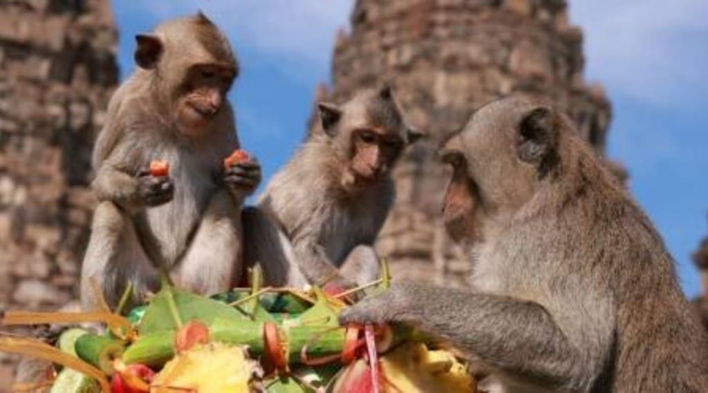 monkey, monkey gang, monkeys in maharashtra, monkey vs dog
