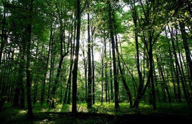 60, 000 square kilometers i.e. 37 per cent of the Western Ghats should be declared as eco-sensitive area 60, 000 square kilometers i.e. 37 per cent of the Western Ghats should be declared as eco-sensitive area