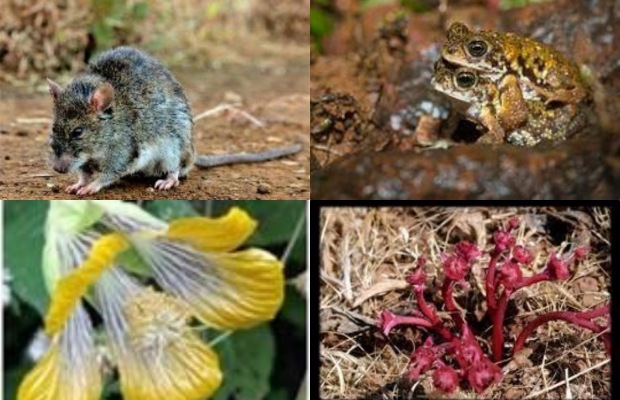 The extinction of a species may have unforeseen impacts and could potentially lead to the destruction of an entire ecosystem.