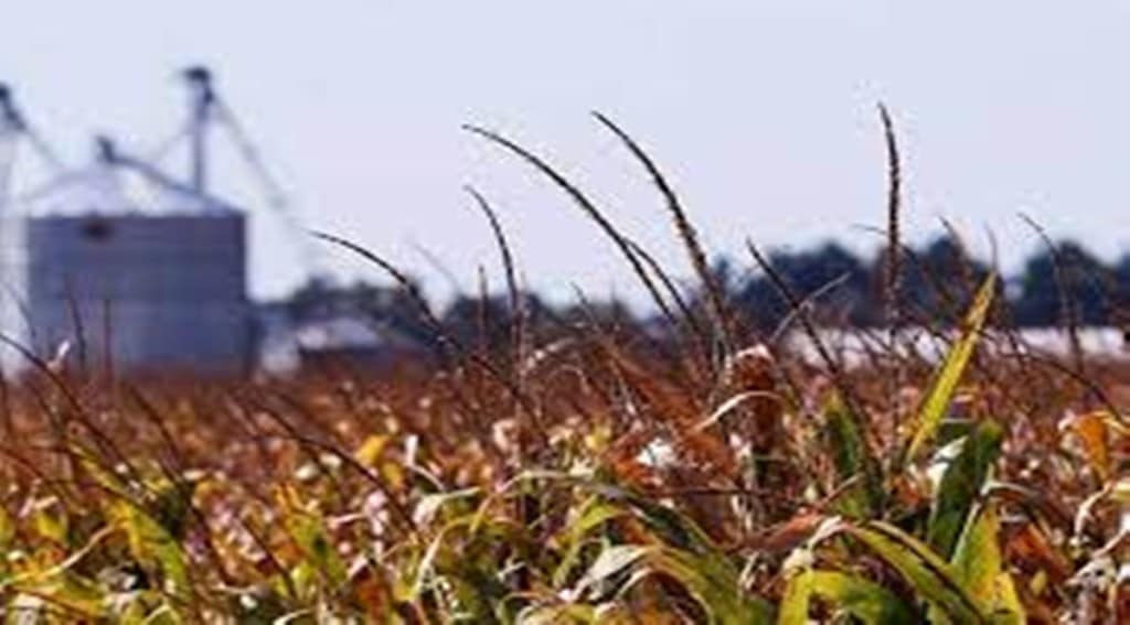 The setting up of customs clearance and cold room facilities at Lal Bahadur Shastri International Airport aided exports from the religious town, which also has linkages to a robust network of Farmers Producer Organisations (FPOs). The setting up of customs clearance and cold room facilities at Lal Bahadur Shastri International Airport aided exports from the religious town, which also has linkages to a robust network of Farmers Producer Organisations (FPOs).