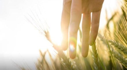 The provision in the draft regulation that holds that FSSAI approval of a specific GM-origin food/ingredient holding unique identification from the Biosafety Clearing House (established under the Cartagena Protocol), OECD, etc, will be universal needs relooking. The provision in the draft regulation that holds that FSSAI approval of a specific GM-origin food/ingredient holding unique identification from the Biosafety Clearing House (established under the Cartagena Protocol), OECD, etc, will be universal needs relooking.