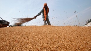 Wider use of digital technology and extension services will be helpful in information sharing and generating awareness among the farmers. (File/Reuters)