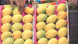 Alphonso mangoes