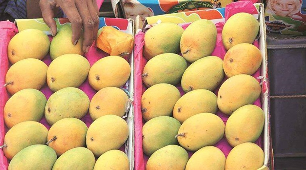 Alphonso mangoes Alphonso mangoes