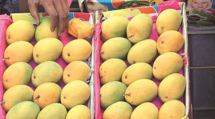Alphonso mangoes Alphonso mangoes