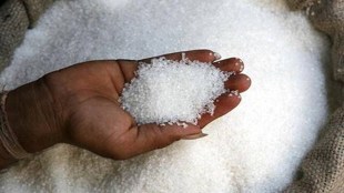 Sugar marketing year runs from October to September. (File)