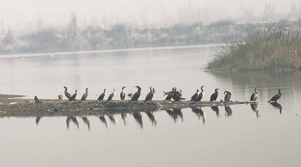 Many of these wetlands had been silted up, leading to a drastic decline in migratory birds. (File/IE)