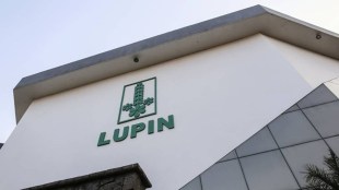 lupin