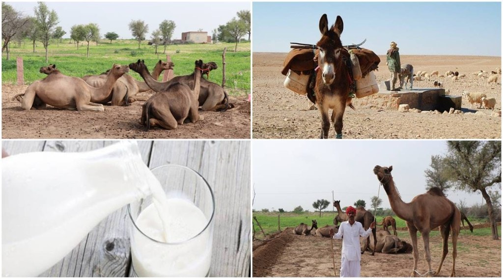 National Milk Day, Alternative Milk, Camel Milk, Donkey Milk, Aadvik Foods, Shrey Kumar, Camel milk Ghee chocolate