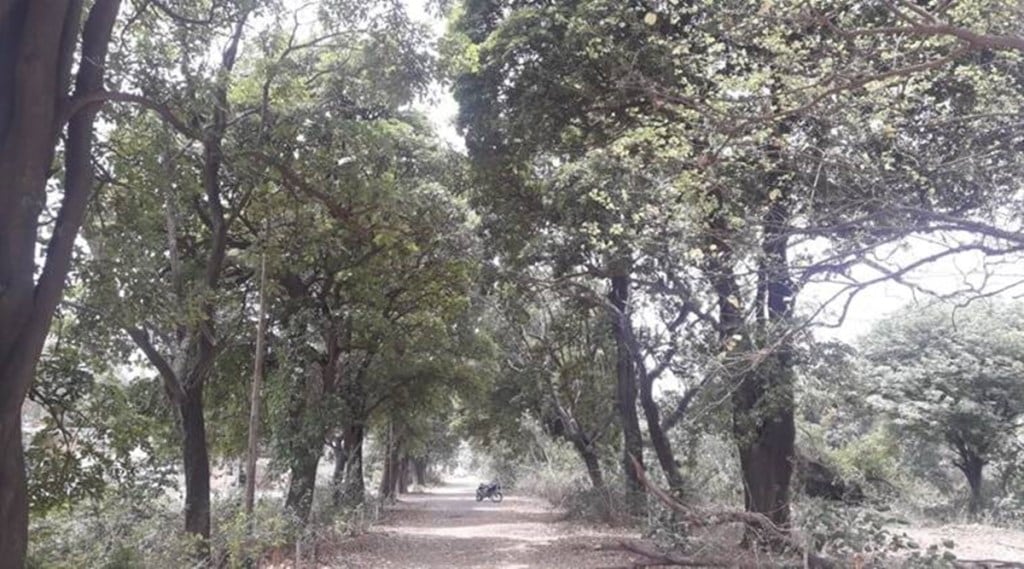 The loss of forest cover in the northeastern states—which account for nearly a fourth of the country’s overall forest cover while making up just 8% of its geographical area—should be worrying.