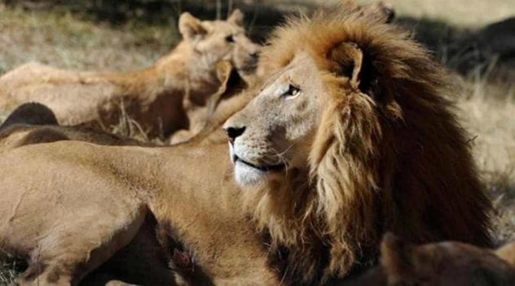 south africa zoo