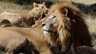 south africa zoo