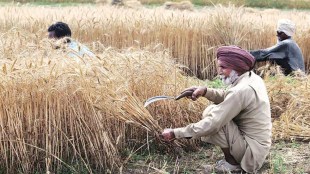 Sowing of rabi (winter) crops like wheat begins in October and harvesting from April onwards. (File/IE)