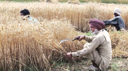 Sowing of rabi (winter) crops like wheat begins in October and harvesting from April onwards. (File/IE)