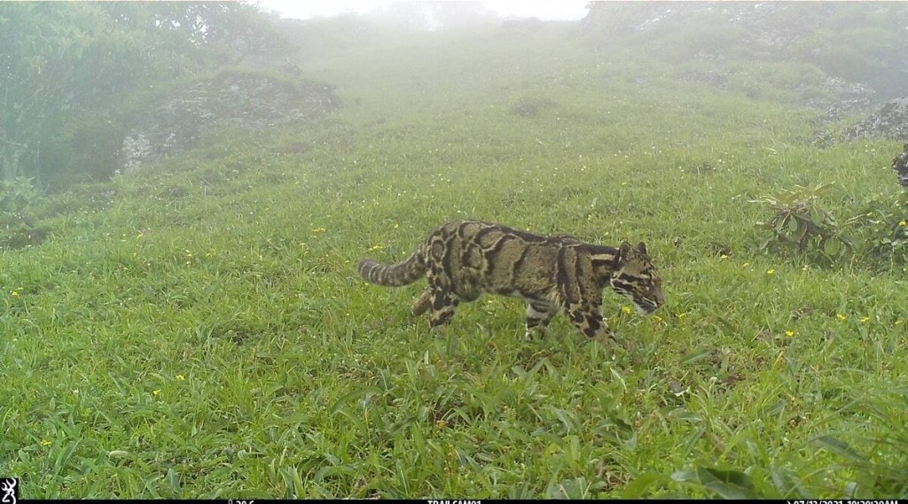 Clouded leopard is considered the smallest of the large wild cats and has been categorized as vulnerable under the IUCN classification. (Credit: WPSI/Thanamir Village