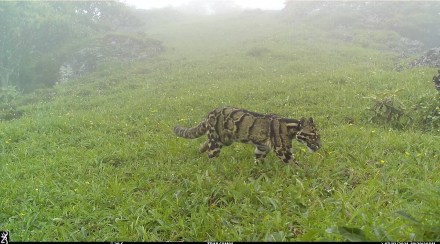 Clouded leopard is considered the smallest of the large wild cats and has been categorized as vulnerable under the IUCN classification. (Credit: WPSI/Thanamir Village Clouded leopard is considered the smallest of the large wild cats and has been categorized as vulnerable under the IUCN classification. (Credit: WPSI/Thanamir Village