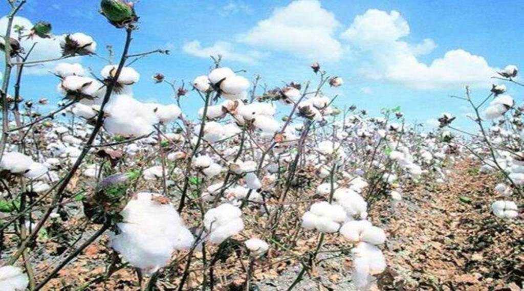 The export estimate for the previous cotton season 2020-21 was of 78 lakh bales.