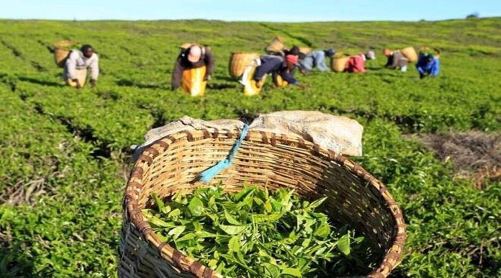 In 2021, the first flush Darjeeling production, producing the finest variety and plucked between March and April, was badly hit at 0.66 million kg against 1.28 million kg during the same period in 2019, for a prolonged dry spell.