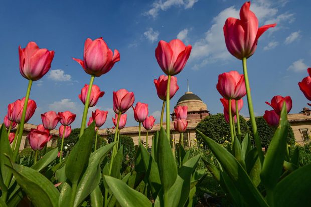 The main attraction of this year's ‘Udyanotsav' will be 11 varieties of tulips which are expected to bloom in phases during February. (PTI Photo)