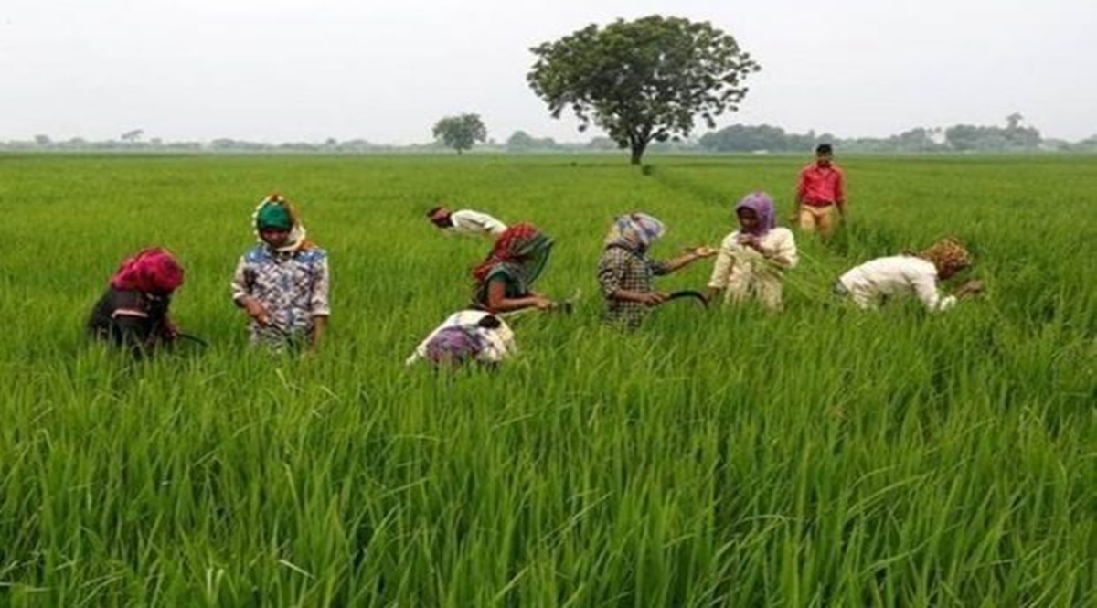 From Plate to Plough: Fix rice farming to avoid a bumper emissions ...
