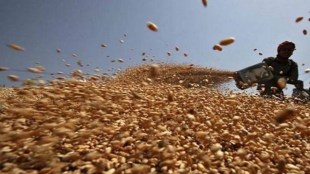 The projected output exceeds the target of 310.74 mt set by the agriculture ministry at the beginning of the season. The country’s food grains production was estimated at 310.74 mt in 2020-21.