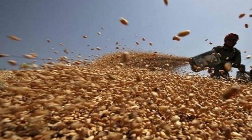 The projected output exceeds the target of 310.74 mt set by the agriculture ministry at the beginning of the season. The country’s food grains production was estimated at 310.74 mt in 2020-21. The projected output exceeds the target of 310.74 mt set by the agriculture ministry at the beginning of the season. The country’s food grains production was estimated at 310.74 mt in 2020-21.