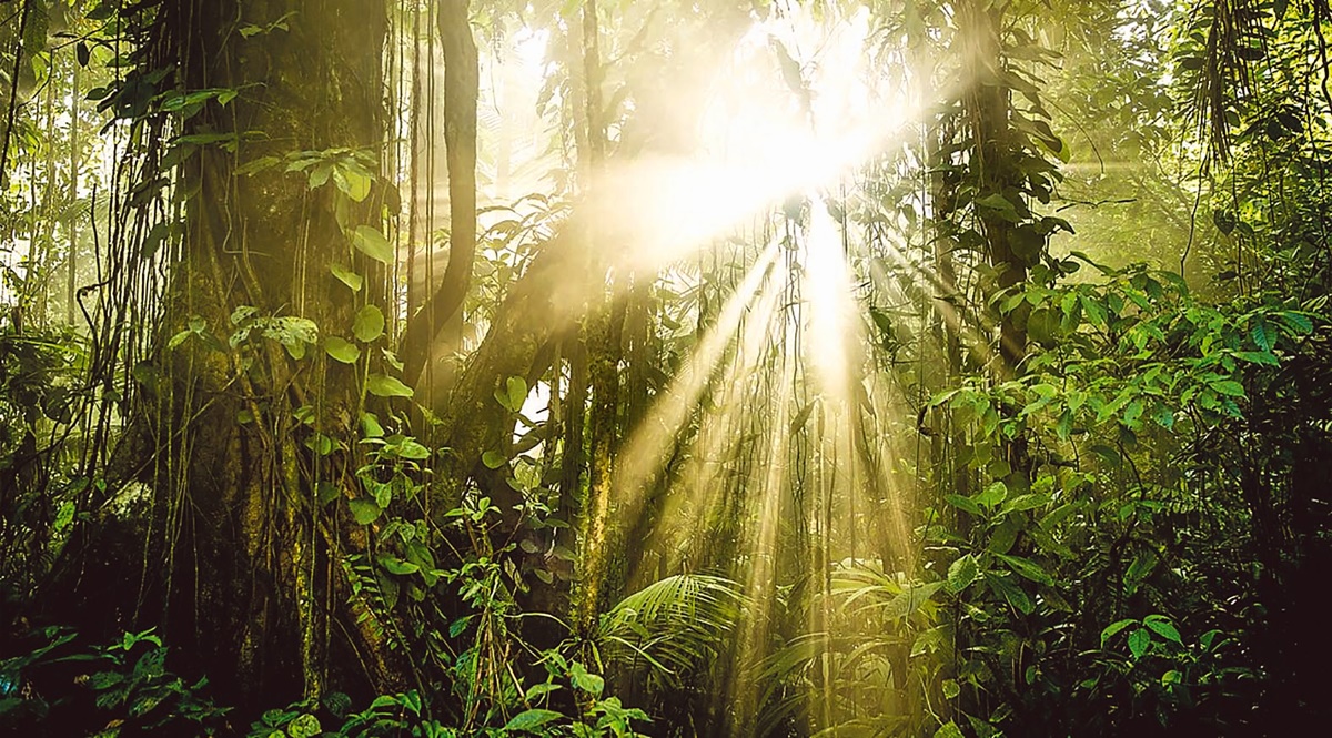The pandemic has made us focus more on the environment and the issues facing us. These include the abuse being faced by the planet in more ways than one The pandemic has made us focus more on the environment and the issues facing us. These include the abuse being faced by the planet in more ways than one