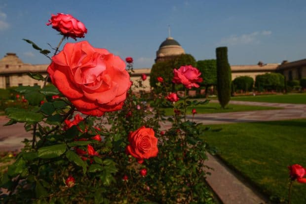 The dominant colour scheme of this year's ornamental flowers is white, yellow, red and orange. (PTI Photo)