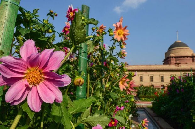 The statement said, “the Mughal Gardens will remain open for the general public from February 12, 2022 to March 16, 2022 (except on Mondays which are maintenance days) between 1000 hrs to 1700 hrs (last entry at 1600 hrs).” (PTI Photo)