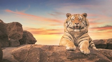 The call for protection and understanding of the iconic species will be at its peak this year. Many fashion houses have already launched their tiger-inspired collections.