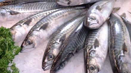 Seafood exports Seafood exports