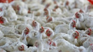 Avian Flu, H3N8, bird flu, china, health news, health updates,