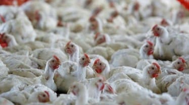Avian Flu, H3N8, bird flu, china, health news, health updates,