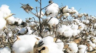 cotton exports