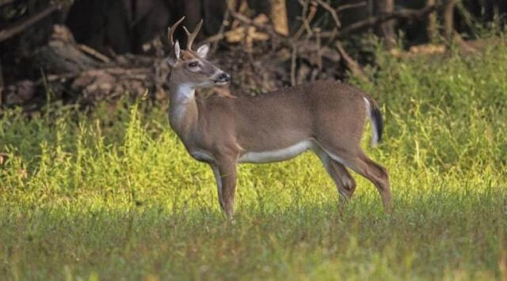 covid deer
