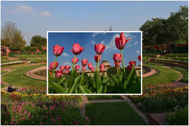 Mughal Gardens in Delhi all set to open for public. A statement issued by Rashtrapati Bhavan on Thursday said the Mughal Gardens will open for the general public from Saturday, February 12 till March 16. The statement stated that visitors will be allowed to see the Gardens only through advance online booking. “Like previous year, this year too, walk-in entry will not be available as precautionary measures,” it said. Let us take a look at some of the beautiful images from Mughal Gardens: