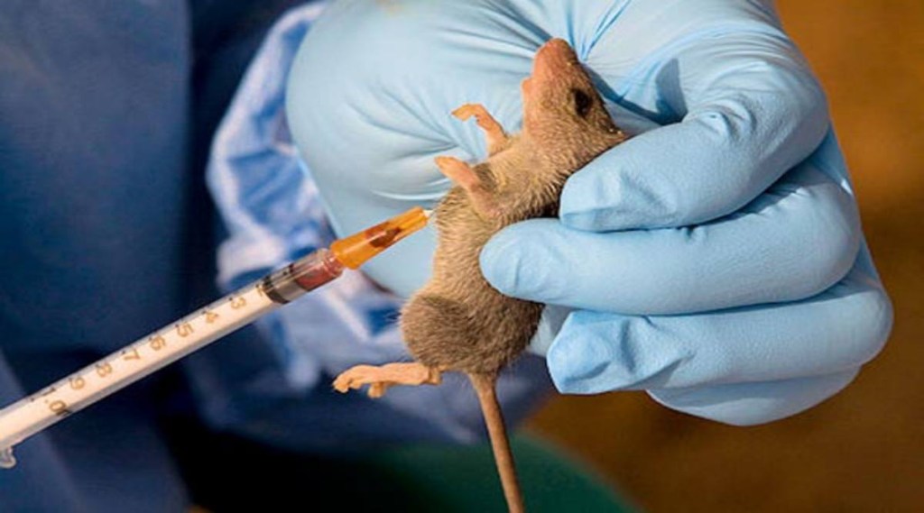 80 per cent of the Lassa fever cases are asymptomatic and therefore remain undiagnosed 80 per cent of the Lassa fever cases are asymptomatic and therefore remain undiagnosed