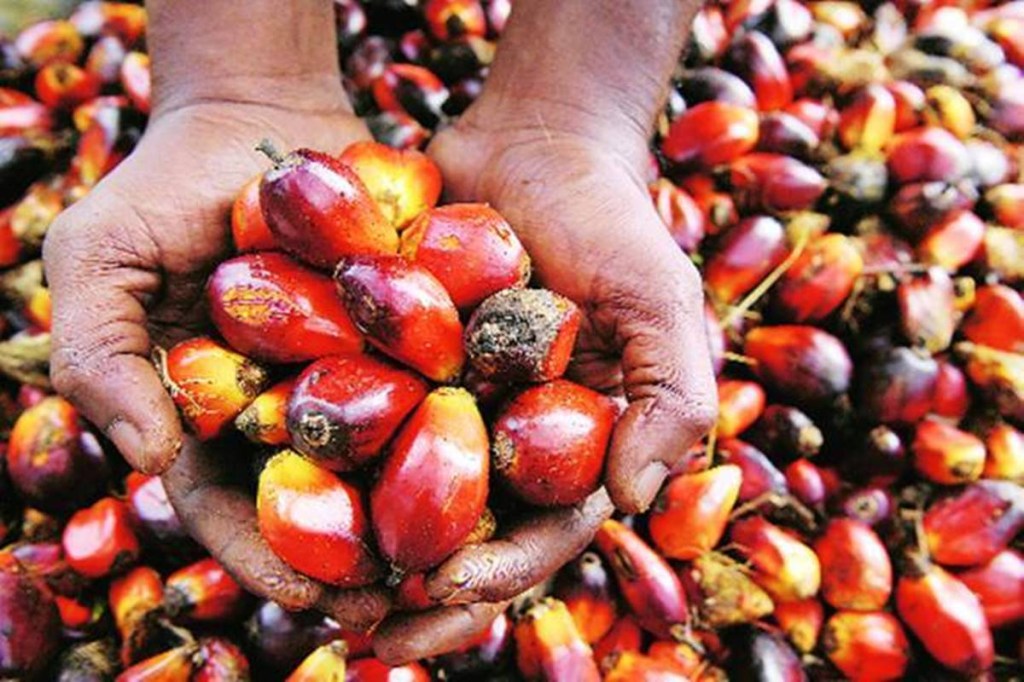 Hike in import duty gap between crude, refined palm oil to help local industry, cool prices: Govt