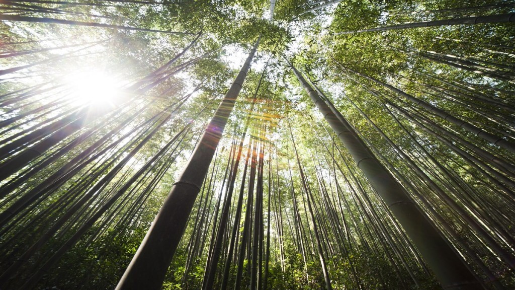 bamboo kvic