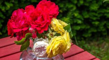 V Day roses