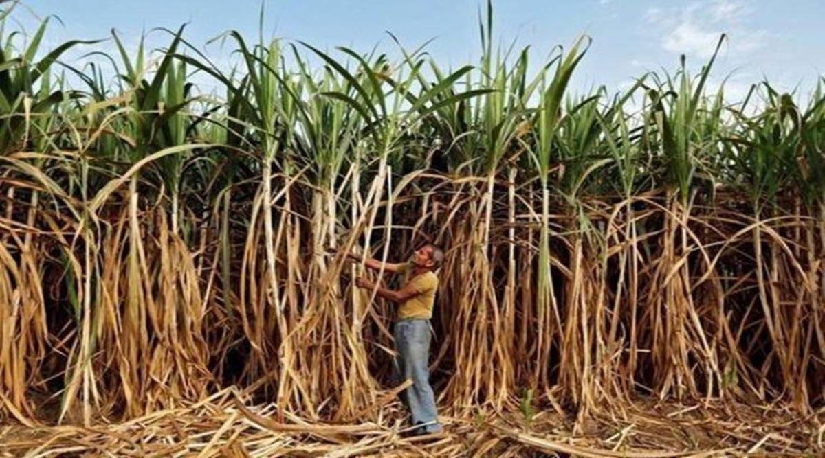 sugarcane-