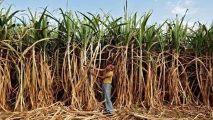 sugarcane-