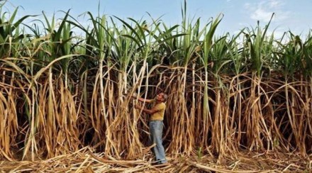 sugarcane- sugarcane-