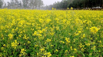 The peak arrivals months for Mustard is during March 15 to April 30