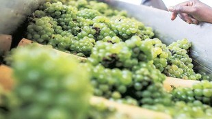 It’s been a double whammy for grape farmers in Nashik, one of the largest grape growing belts in the country. The Russian invasion of Ukraine has made exports uncertain and unseasonal rains have increased domestic availability of grapes, forcing farmers to sell their produce at throwaway prices.