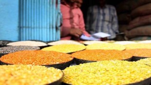 The modal mandi prices of chana (gram) in the key producing states Gujarat, Madhya Pradesh, Maharashtra, Telangana and Andhra Pradesh is currently ruling around Rs 5,000 per quintal against the MSP of Rs 5,320 a quintal.