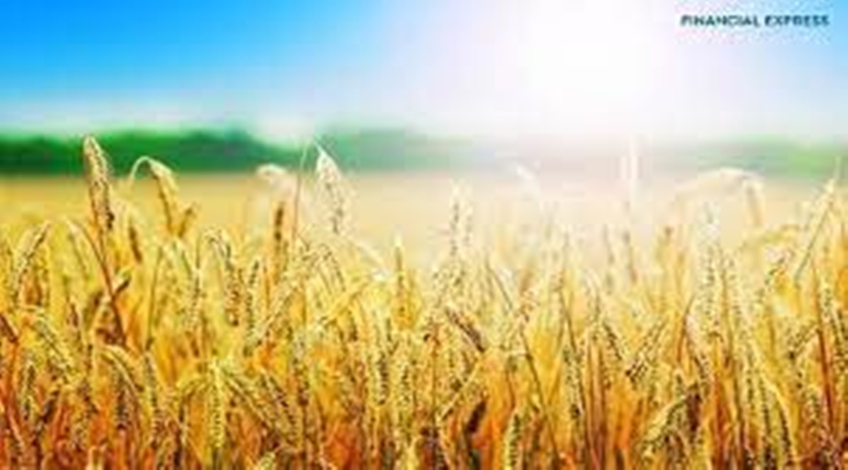 The official procurement session is from April-June, while a bulk of the wheat crop arrives in the mandis during the first six weeks of the procurement session. The official procurement session is from April-June, while a bulk of the wheat crop arrives in the mandis during the first six weeks of the procurement session.